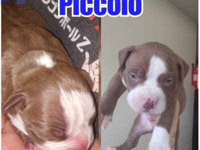 Stratfordshire pittbull puppies