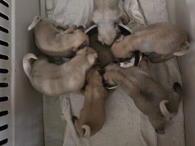 Pug puppies for sale