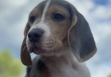 Beagle male puppy