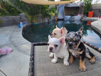 French Bulldog Puppies