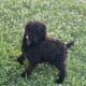F1B Labradoodles