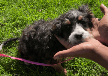 Mini Aussiedoodle Puppy