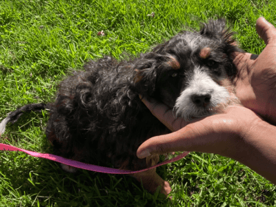 Mini Aussiedoodle Puppy