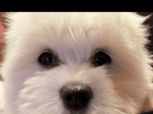 Akc Coton DeTulear puppies