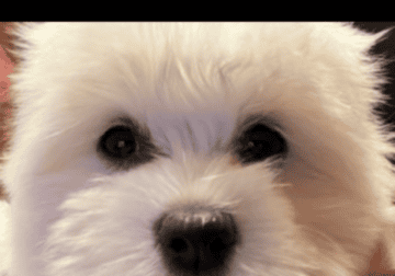 Akc Coton DeTulear puppies