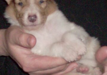 Registered “Lassie” Collie puppies Sable Tri Blue