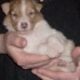 Registered “Lassie” Collie puppies Sable Tri Blue
