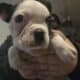 Boston Terrier Puppies