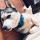 Cooper Needs a Forever Human