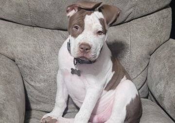 6 mo XL Pitty