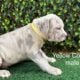 ABKC American Bully XL Puppies