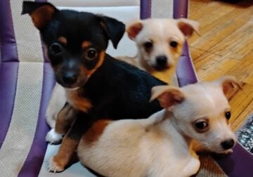 Chihuahua Puppies