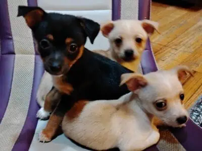 Chihuahua Puppies