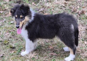 Male Rough Collie Pup