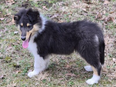 Male Rough Collie Pup