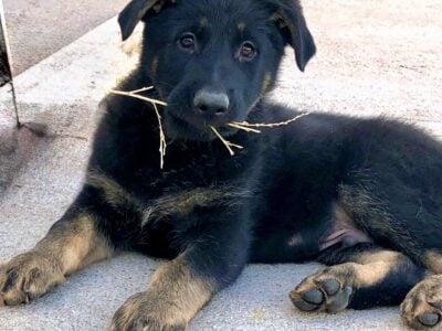 AKC German Shepherd puppies