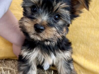 Yorkie Male