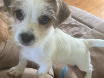 Mixed terrier