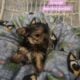 Morkies