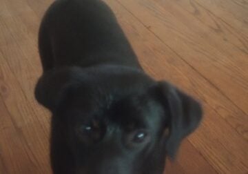 Need to rehome young puppy