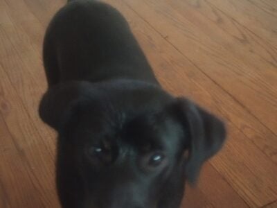 Need to rehome young puppy