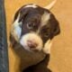 4 week old Brittany Spaniel Puppies
