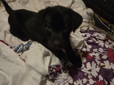 Puppies to good homes