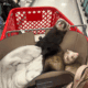 2 Female Young Ferrets