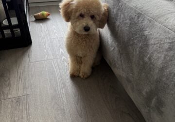 8 month old puppy for sale