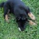 German shepherd puppies