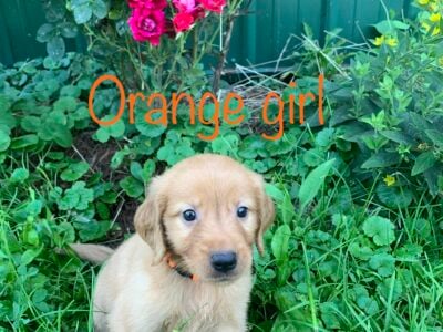 AKC Dark Red Golden Retriever puppies