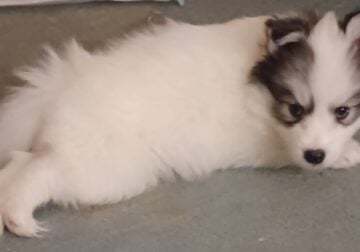 Artic Splitsky puppies – Mena