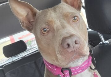 Rehoming sweet girl