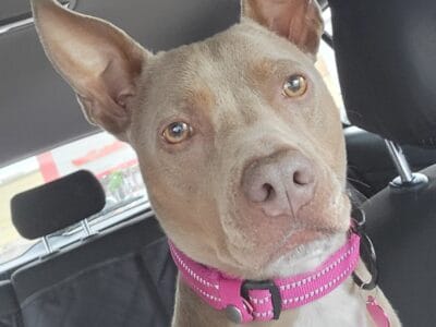 Rehoming sweet girl
