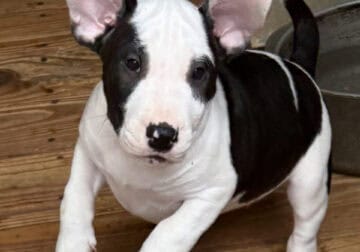 Bull Terriers