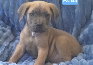 Atlas