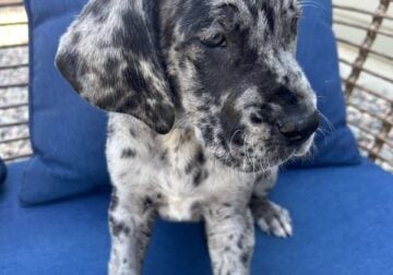 Great Dane. Titus