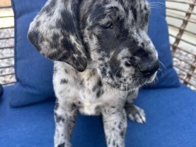 Great Dane. Titus