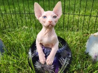 Canadian Sphynx odd eye