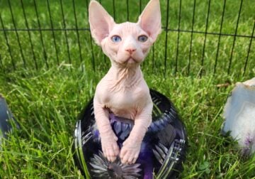 Canadian Sphynx odd eye