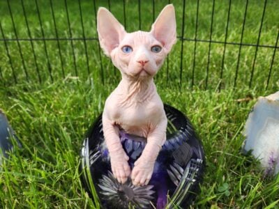 Canadian Sphynx odd eye