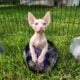 Canadian Sphynx odd eye