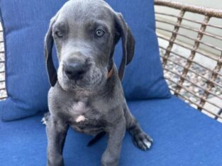 Great Dane. Titan