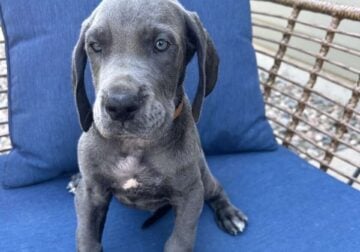 Great Dane. Titan