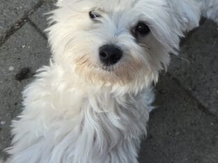 puppy