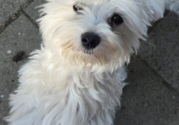 puppy