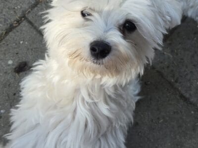 puppy