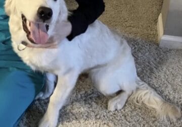 AKC White Retriever Male