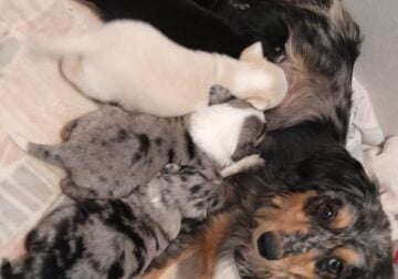 Dachshund and Australian mix puppies