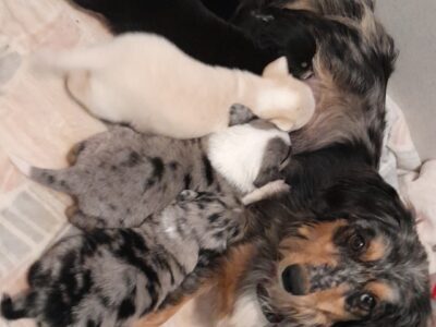 Dachshund and Australian mix puppies